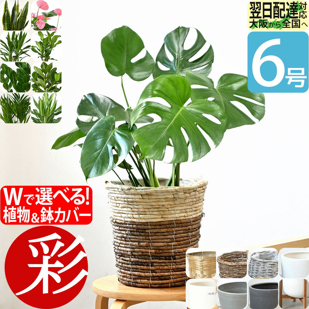鉢カバーに入った中型の観葉植物